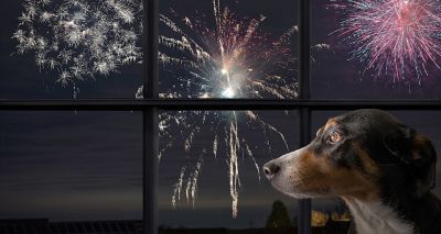 RSPCA discourages DIY firework displays