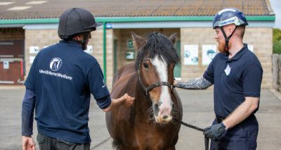 Equine charities team up for training