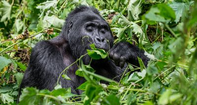 Chewed plants rule out disease in endangered gorillas