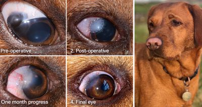 Corneal transplant saves Labrador's vision