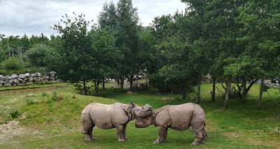 Indian rhino calf born in Ireland