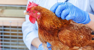 New X-ray technique could transform poultry breeding