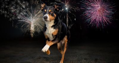 BVA signs open letter on firework laws