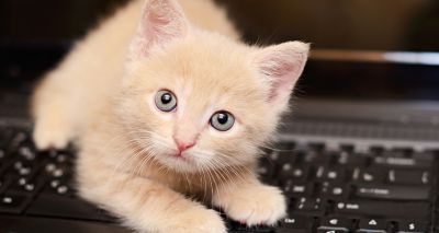 Online purchasing trend continues for cats