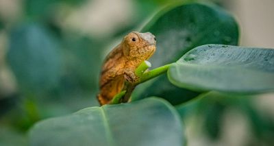 Chester Zoo hatches rare chameleons