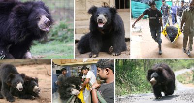 First annual World Sloth Bear Day