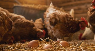 Poultry housing order announced across England