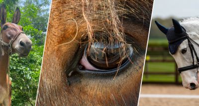 “When does horse use become abuse?” asks World Horse Welfare