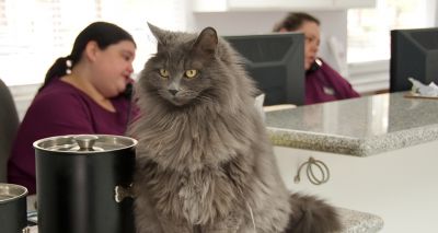 Vet receptionist survey highlights growing desire for CPD