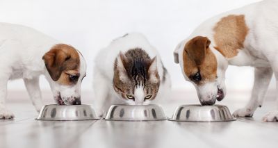 Government urged to scrap VAT on pet food