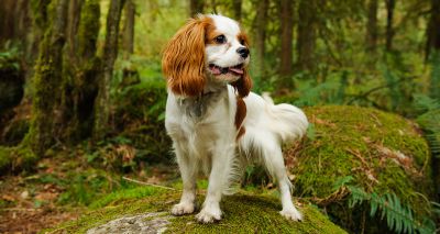 Kennel Club promotes health screening days