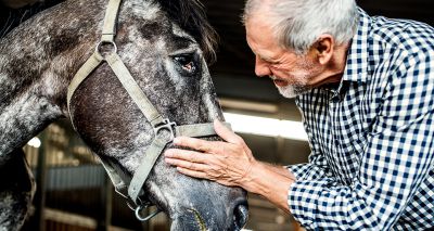 Survey finds UK's senior horses in good condition