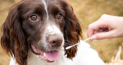 Kennel Club launches new DNA testing service