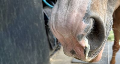 EVJ asserts importance of bi-annual equine flu boosters