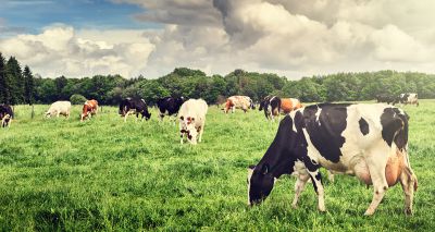 Ireland study to explore immunology of bovine TB