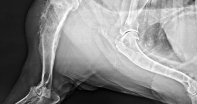 'Click' chemistry could treat canine bone cancer