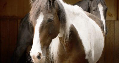 Redwings named Charity of the Year