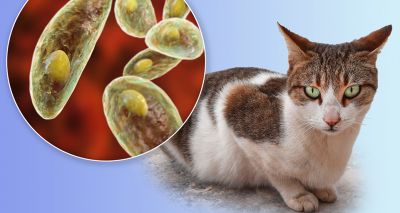 Study reveals insights into rapid spread of Toxoplasma