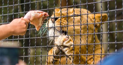 Captive animals experience physical changes, study suggests