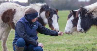 World Horse Welfare receives funding boost