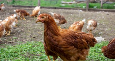 Wales introduces new avian flu measures