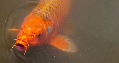 Giant goldfish caught in France