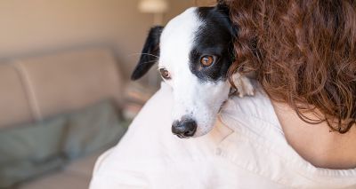 Dogs Trust sees significant increase in domestic abuse referrals