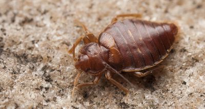 Veterinary drugs found effective against bed bugs
