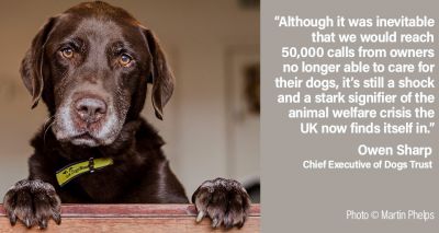 Animal welfare sector facing crisis, warns Dogs Trust