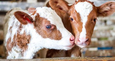 Vet input sought for calf pneumonia test