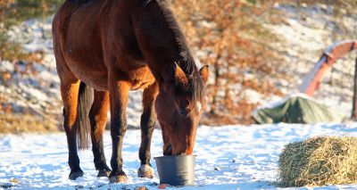 Survey to gauge cost of living impact on horse owners