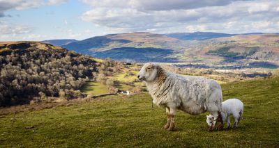 New programme to eliminate sheep scab in Wales