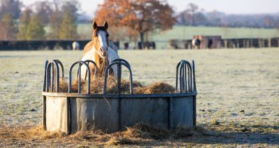 Equine charity announces cost of living webinar