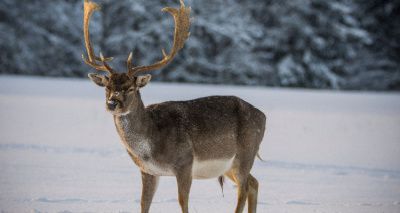 Reindeer antlers could hold key to scarless healing
