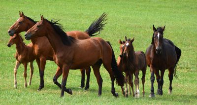 National Equine Forum shares 2023 programme