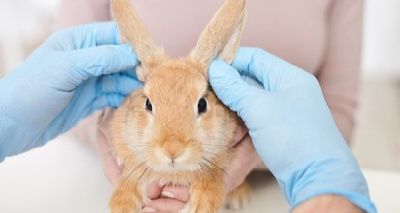 Rabbits in first opinion practice CPD event