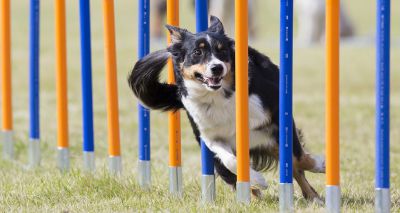 Border collie returns to agility following catastrophic injury