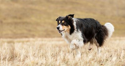 Study uncovers genetic drivers of dog behavioural diversity