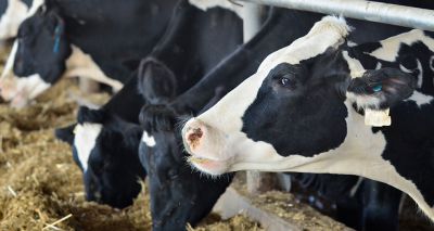 Salmonella Dublin present on 40 per cent of UK dairy farms