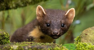 Pine martens successfully breeding in New Forest