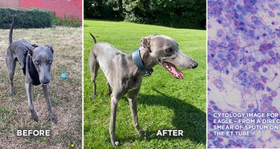 Vets faced with 'diagnostic dilemma' in young whippet