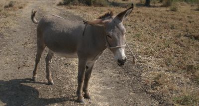Donkey skin trade threatening biosecurity, report finds