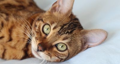 Study pinpoints origins of feline domestication