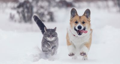 BVA warns pet owners of winter hazards