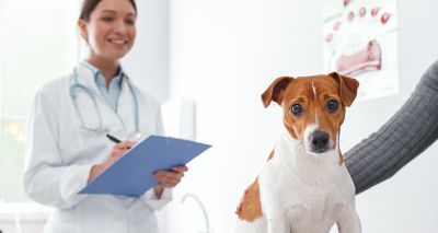 Final call for Canine Health Awards nominations