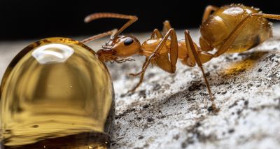 Ants can detect cancer in urine, study finds