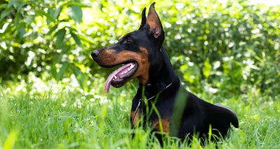 Study shares canine ear-cropping demographics