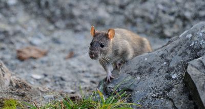 Invasive rats change behaviour of reef fish