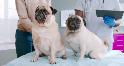 Pugs at highest risk of obesity