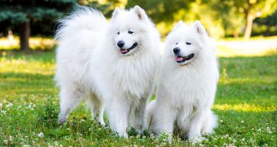 DNA testing schemes for Samoyeds approved